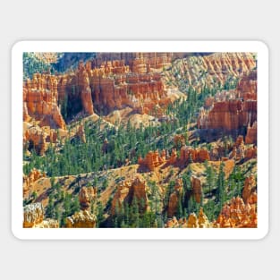 Hoodoos and Evergreens, Bryce Canyon National Park Magnet